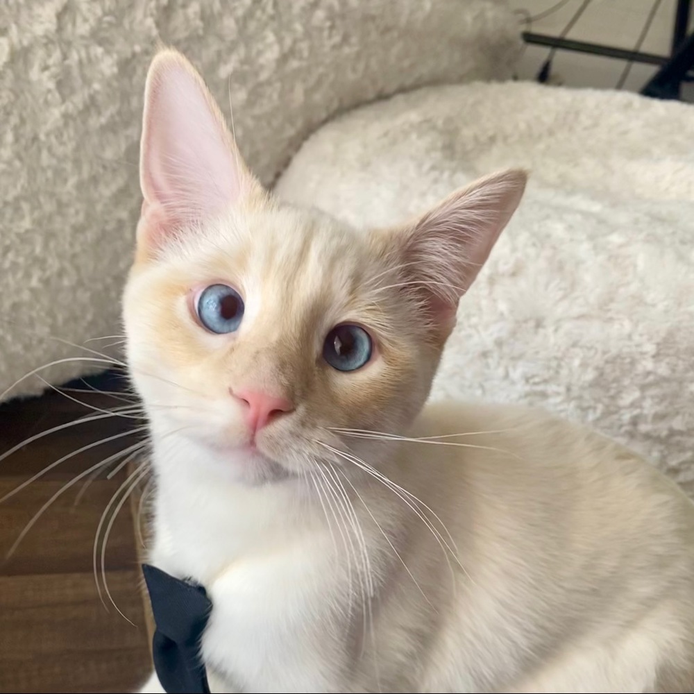 Meet your Posher, Michelle